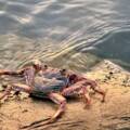 Island Critters