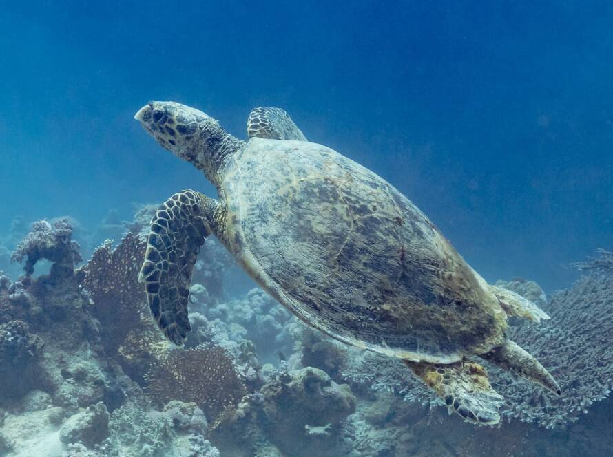 Annual Sea Turtle Experience