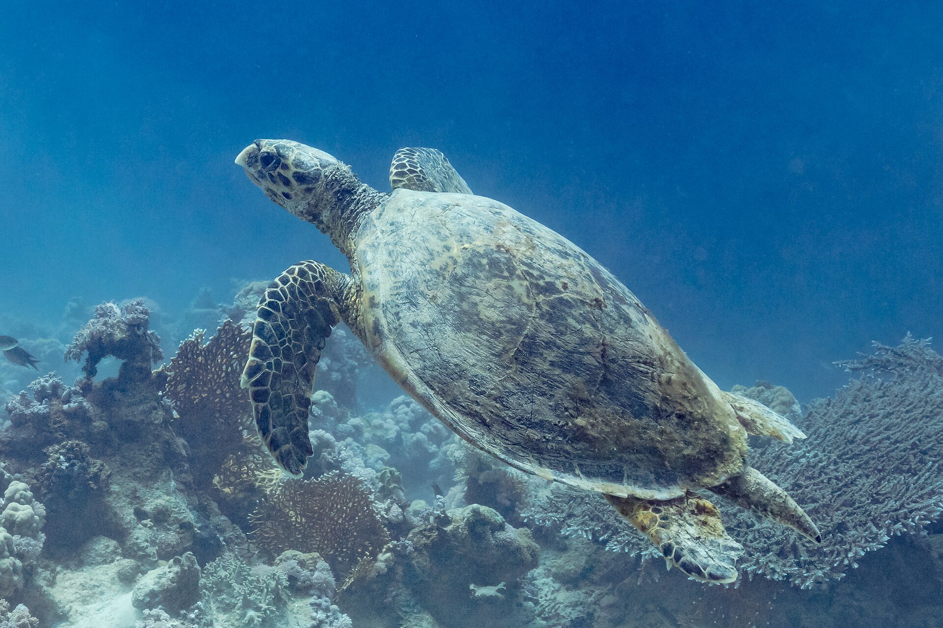 Annual Sea Turtle Experience
