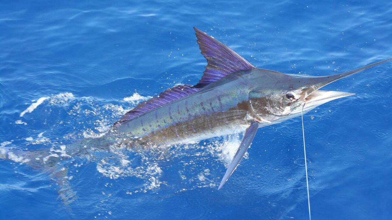 Antigua & Barbuda Sports Fishing Tournament