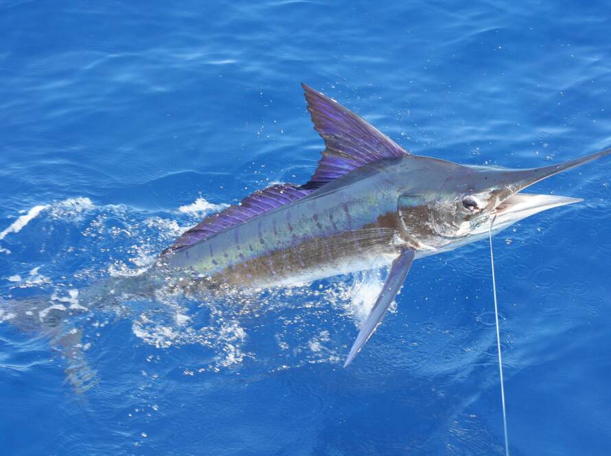 Antigua & Barbuda Sports Fishing Tournament