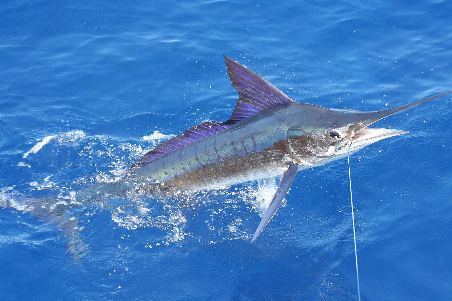 Antigua & Barbuda Sports Fishing Tournament