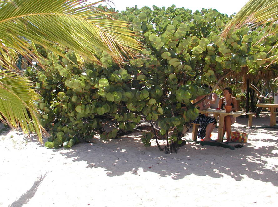 St Barth Cata Cup