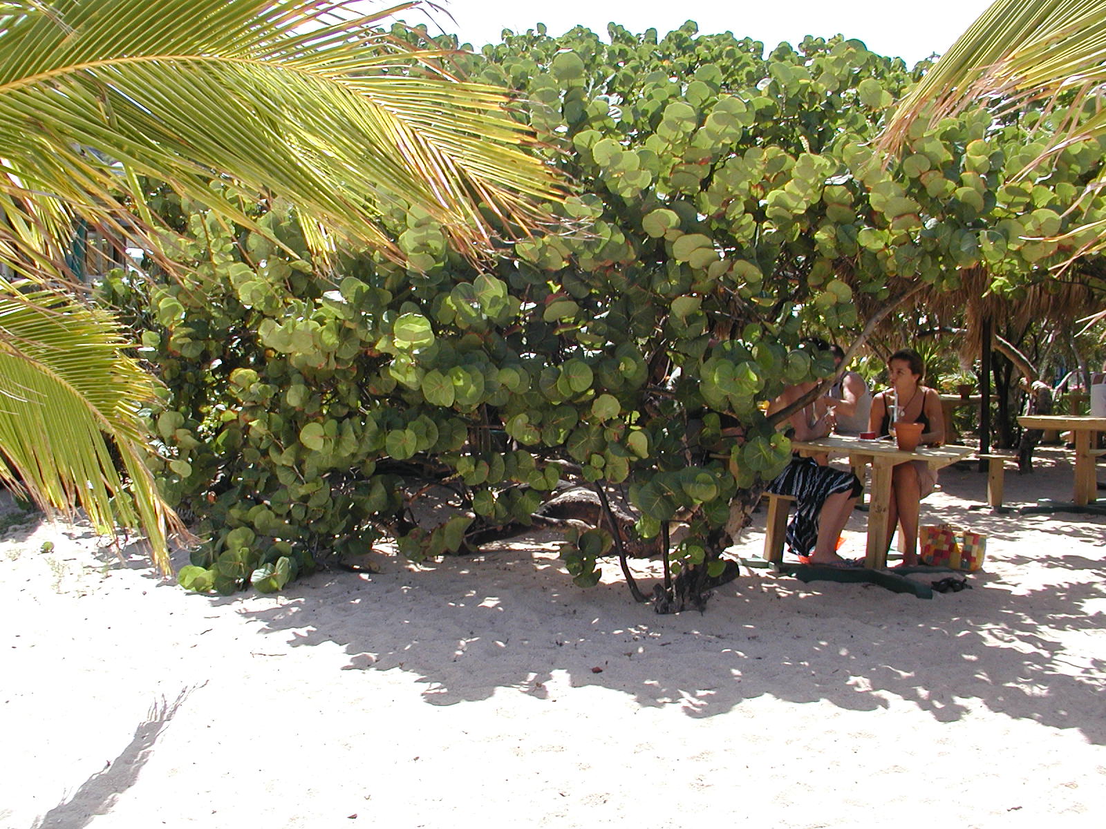 St Barth Cata Cup
